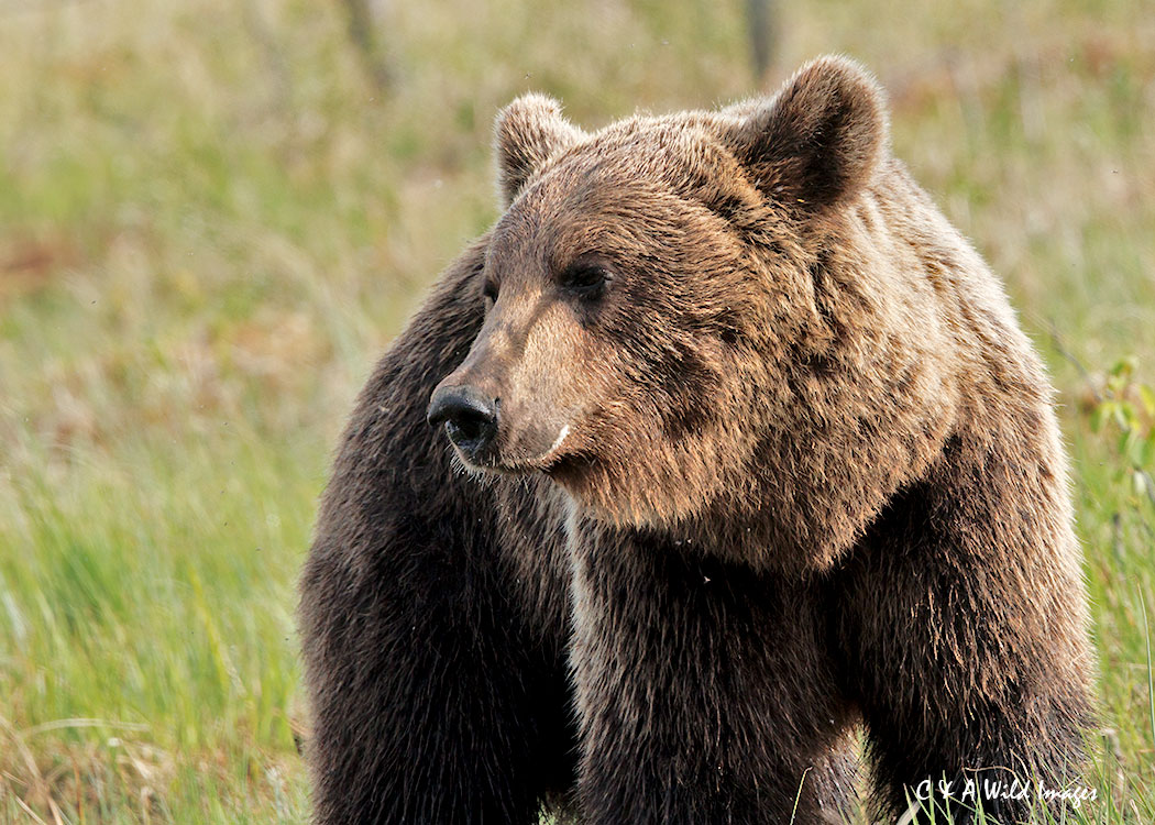 Male Brown bear