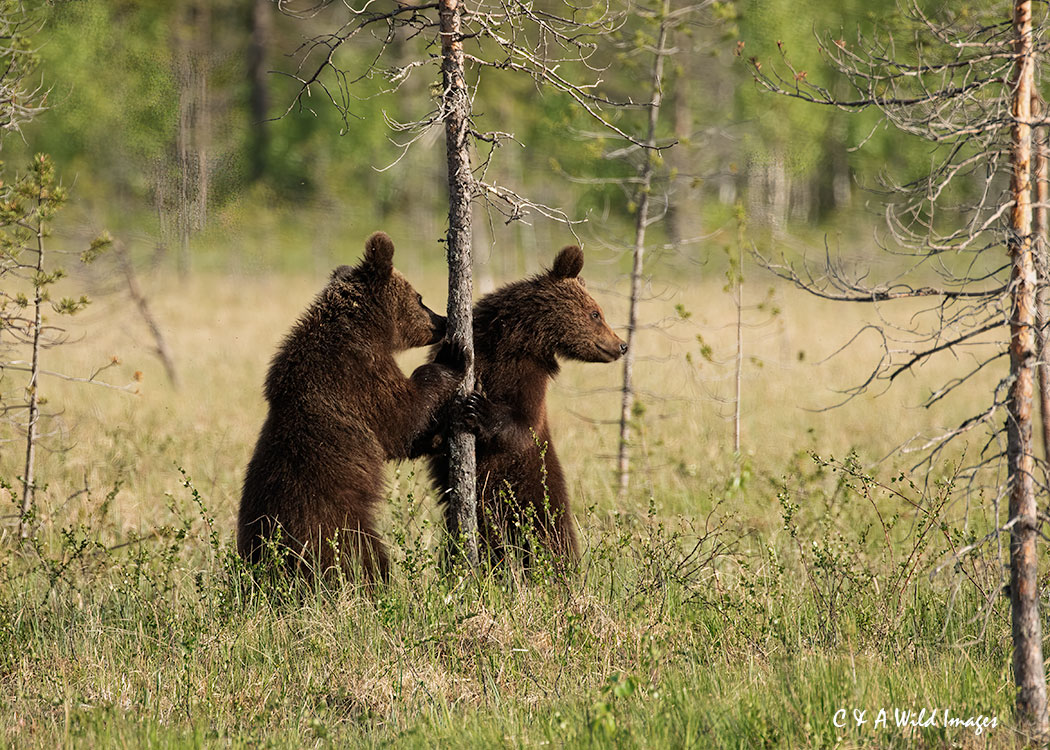 Pair of Bear cubs
