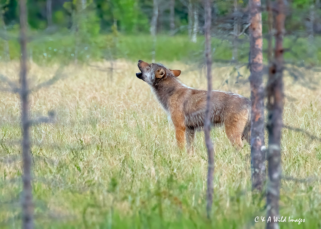 Wolf howling