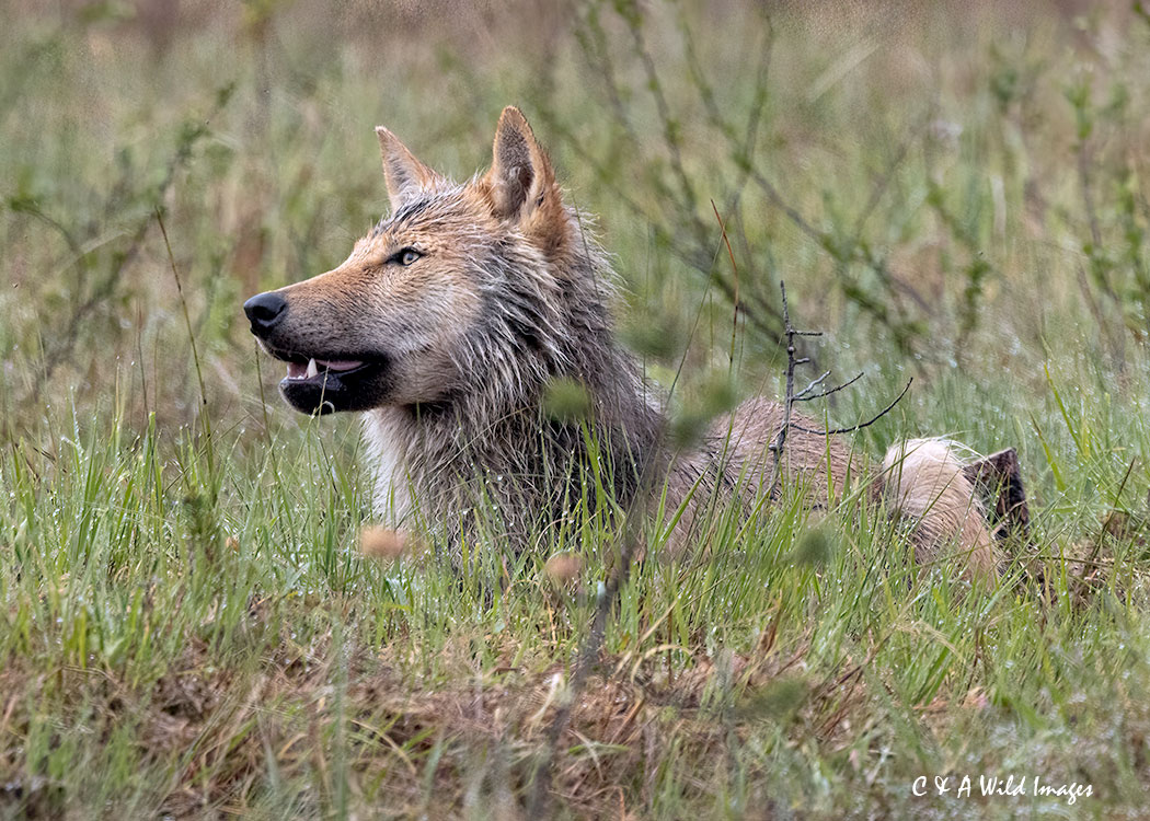 Wolf in the early morning dew