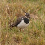 Photography Workshop at Norfolk birding