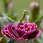 Praying Mantis