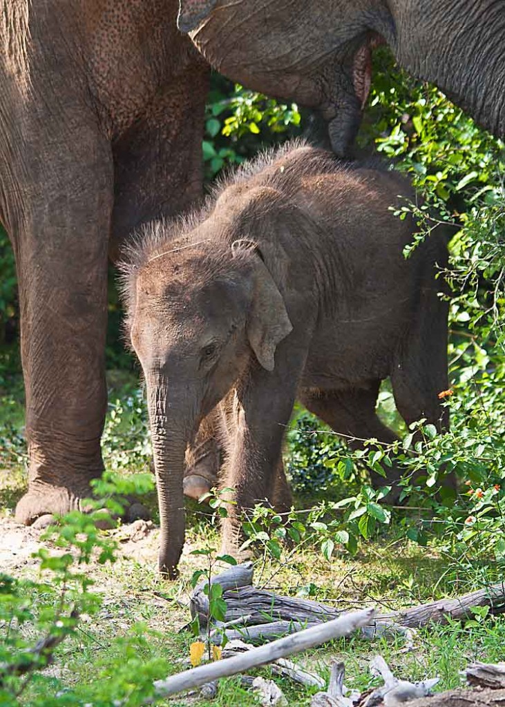 Baby Elephant in Yala National Park