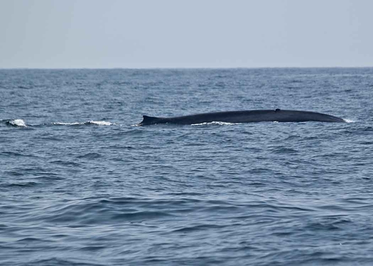 Blue Whale