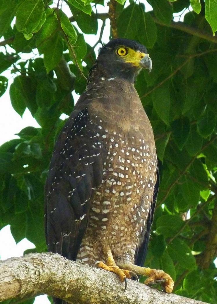 Crested Serpent Eagle Uda Walawe NP