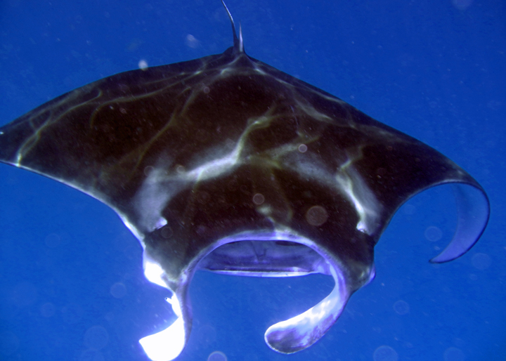 Manta Ray in the Maldives