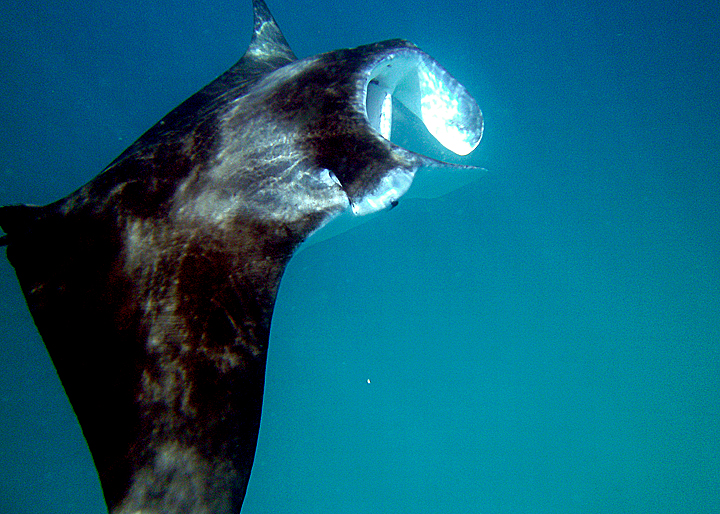 Manta Ray off feeding on plankton