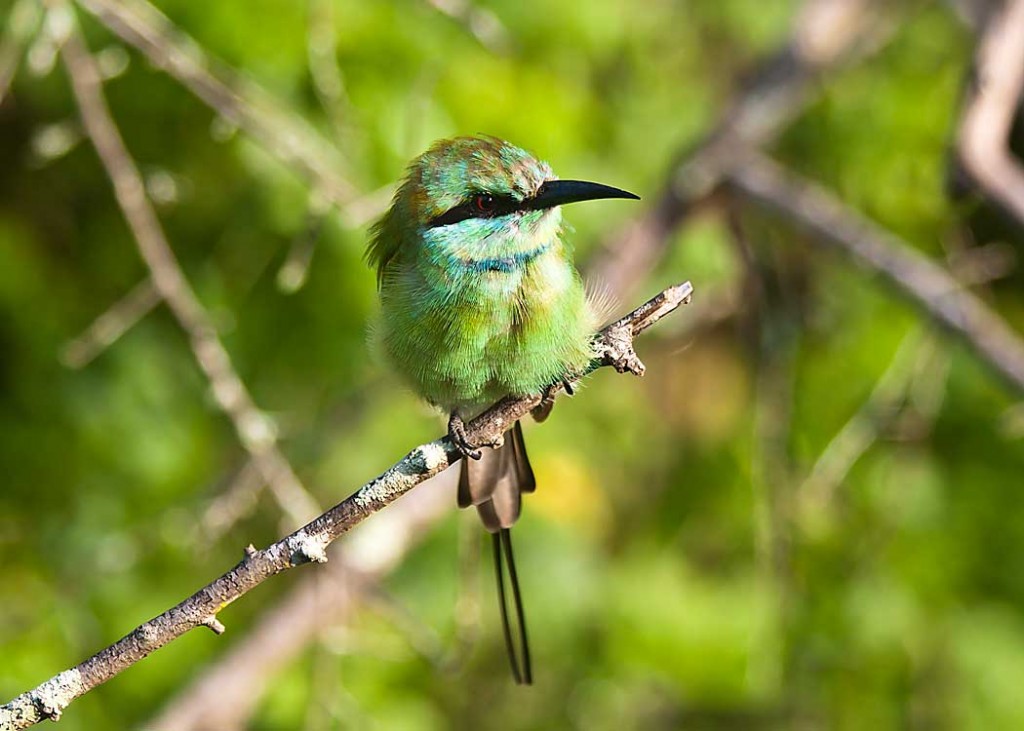 Little Green Bee-eater in Yala National Park