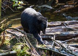 Ketchikan and Black Bears in Tongass Forest