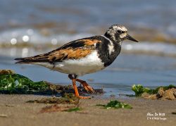Autumn Bird Watching at Titchwell