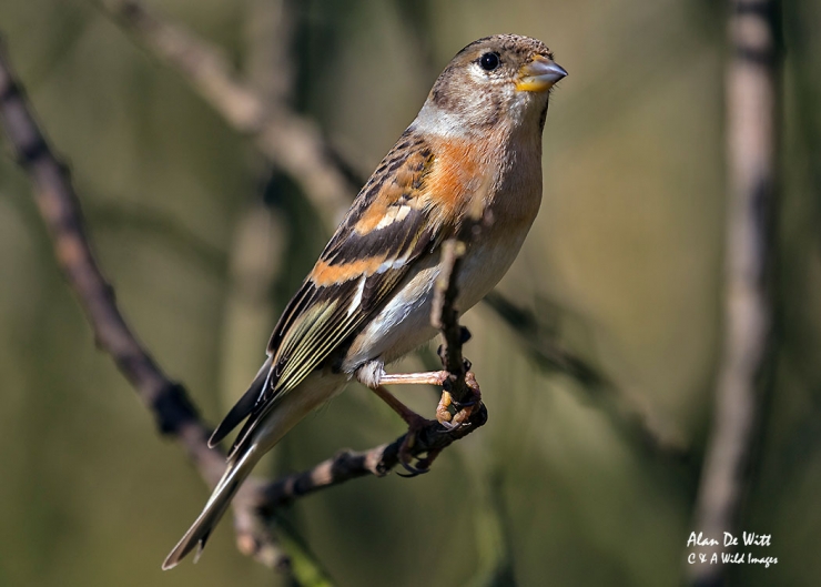 Brambling