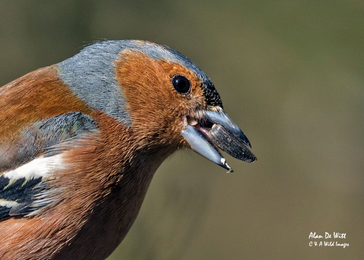 Chaffinch