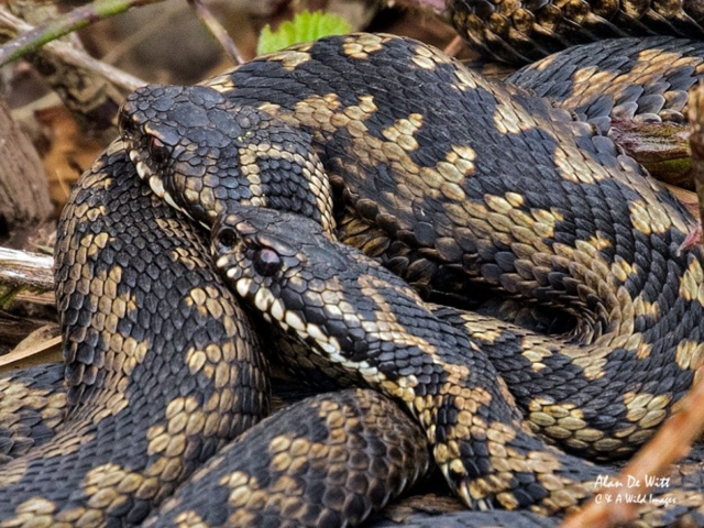 Male Adders at Minsmere