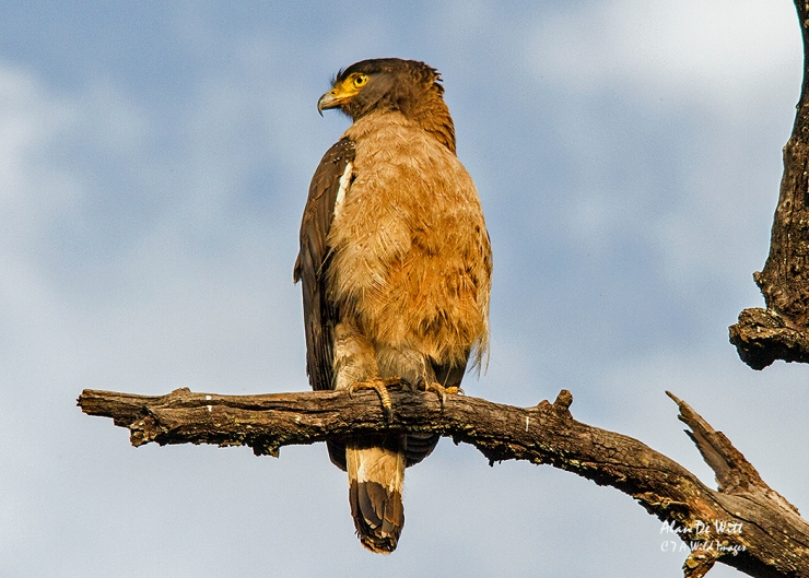 Crested Serpent Eagle in Bandhavgarh National Park