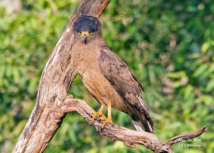 Crested Serpent Eagle in Tadoba National Park