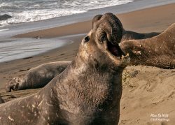 The Northern Elephant Seal
