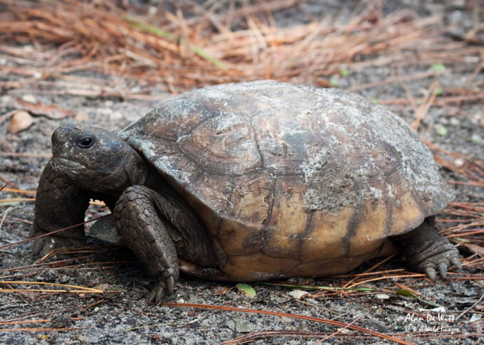 Gopher Tortoise at Jupiter Inlet Lighthouse