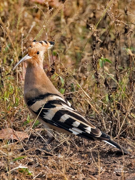 Hoopoe  in Tadoba National Park
