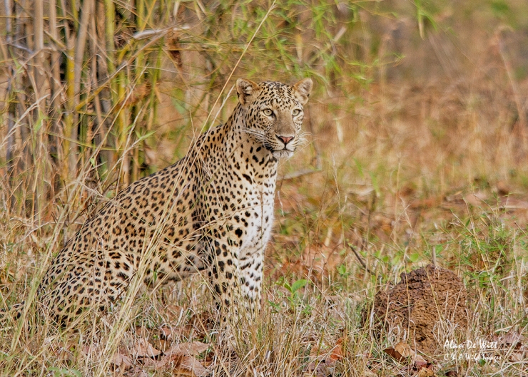 Indian Leopard in Taboba National Park