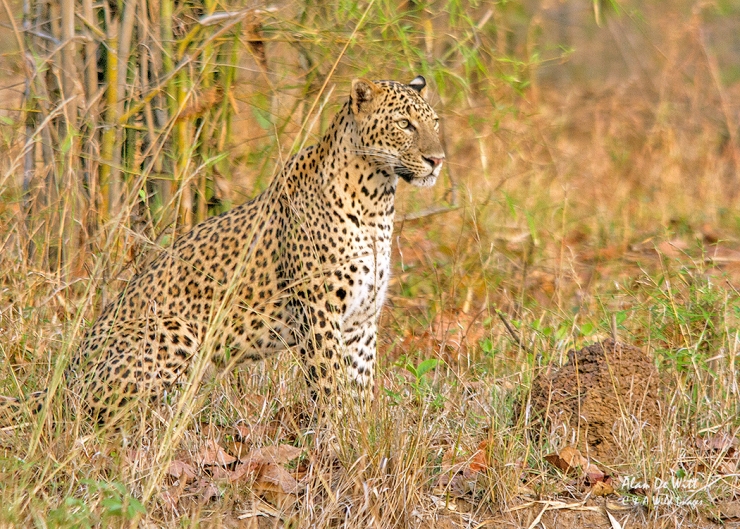 Indian Leopard in Taboba National Park
