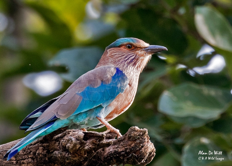 Indian Roller in Kanha National Park