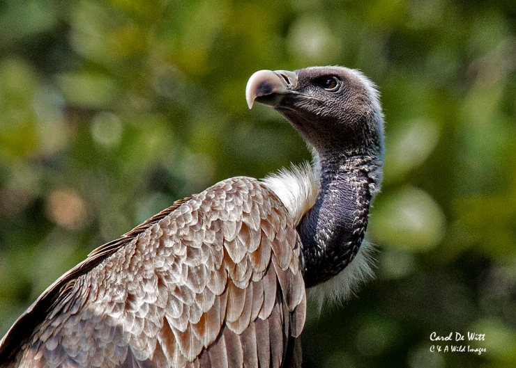 Indian Vulture in Bandhavgarh National Park