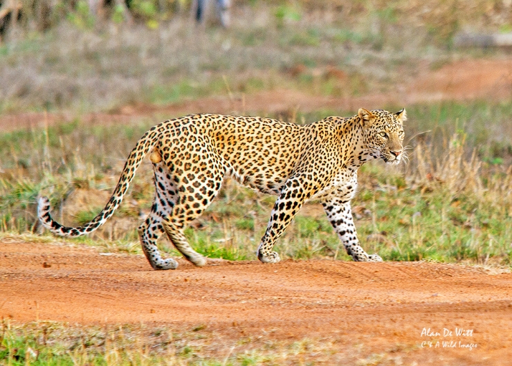 Indian Leopard in Taboba Tiger Reserve