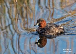 Birdwatching at Cley Marshes