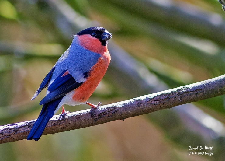 Male Bullfinch