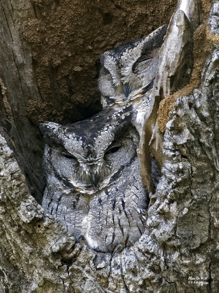 Pair of Scops Owls in Bandhavgarh National Park