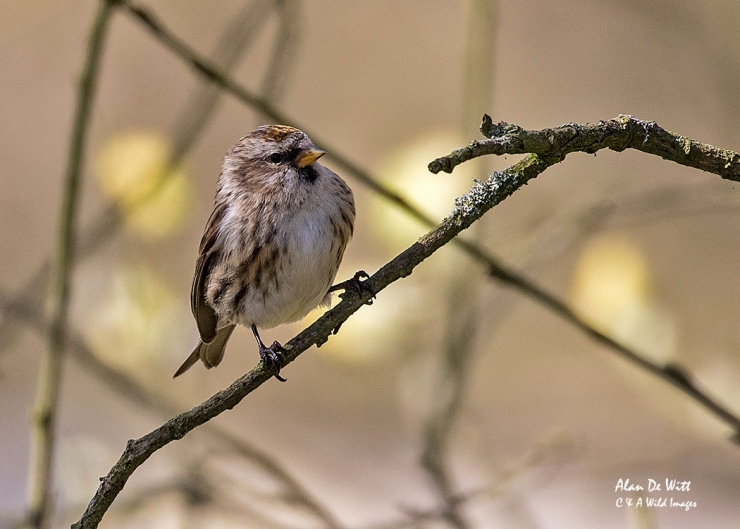 Redpoll