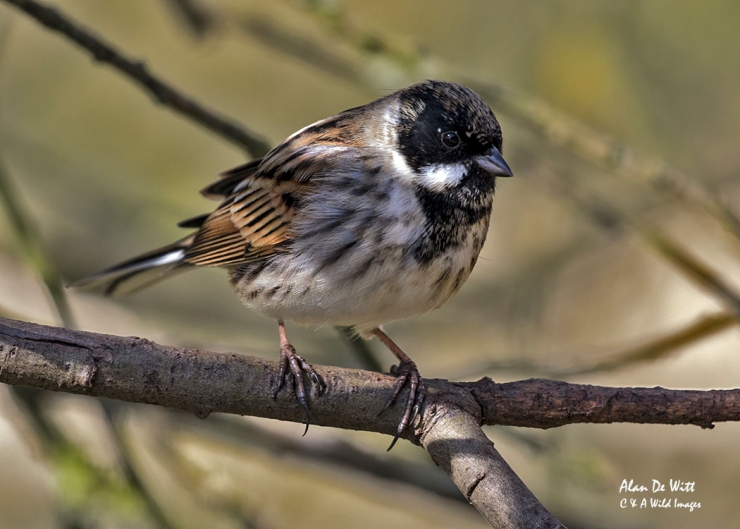 Reed Bunting