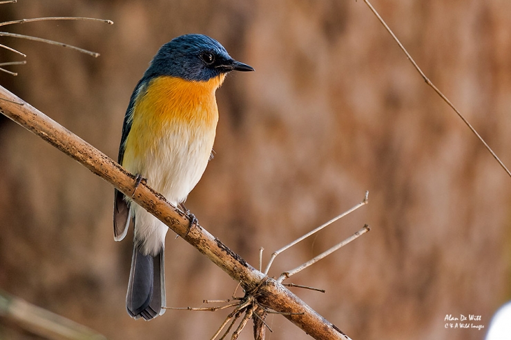 Tickell's Bue Flycatcher at Bandhavgarh Jungle Lodge