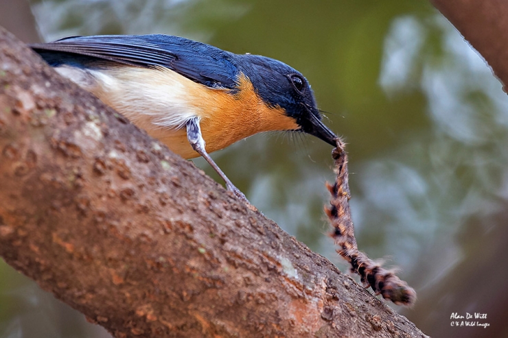 Tickell's Bue Flycatcher at Bandhavgarh Jungle Lodge