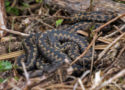 Two Male Adders