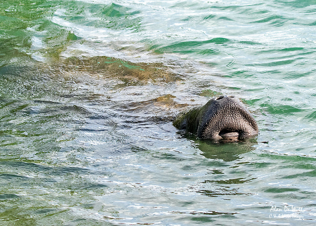 West Indian Manatee at Jupiter Inlet Lighthouse ONA