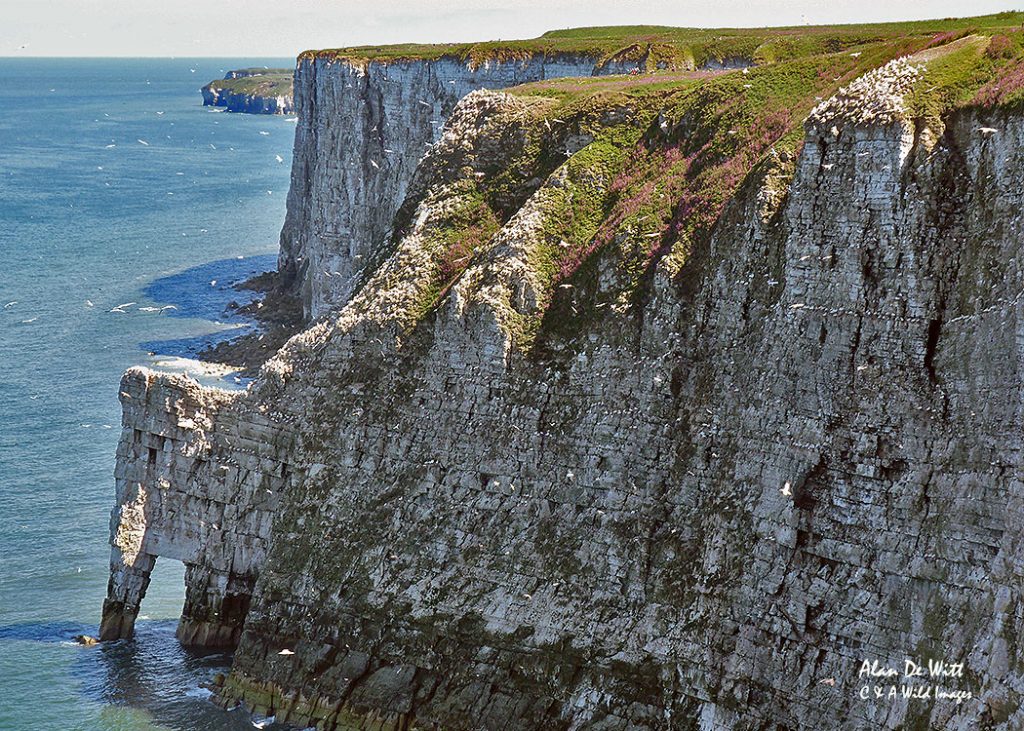 Bempton-Cliffs