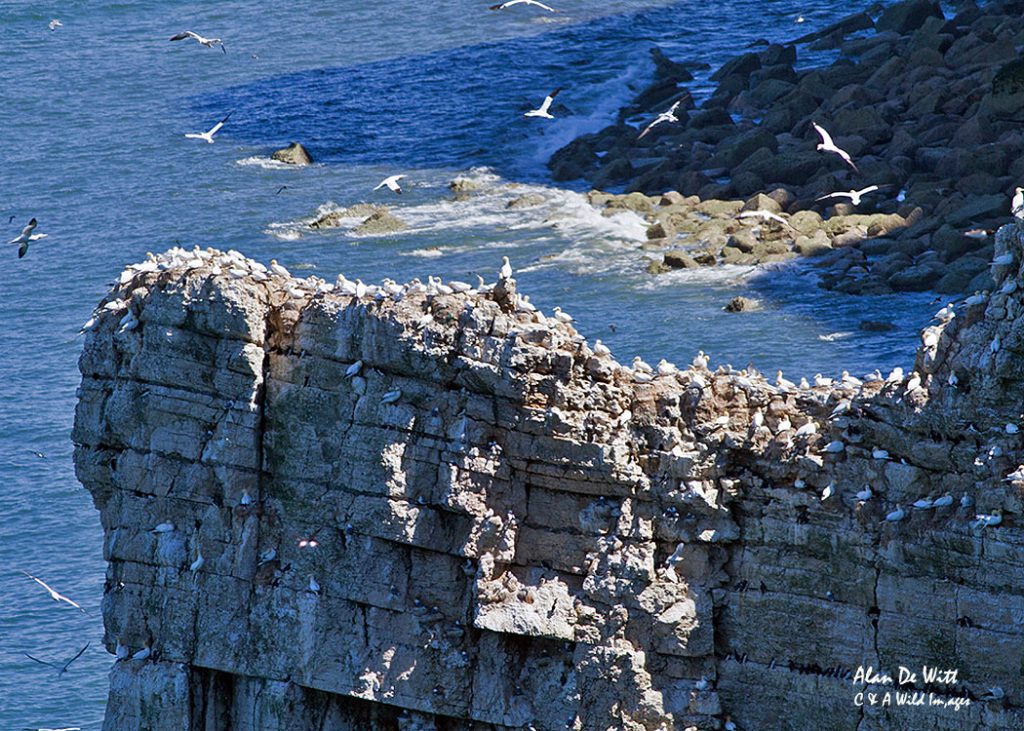 Bempton Cliffs