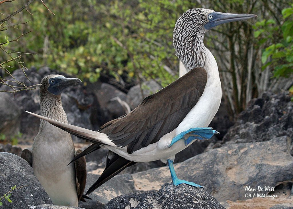 Blue Footed Booby