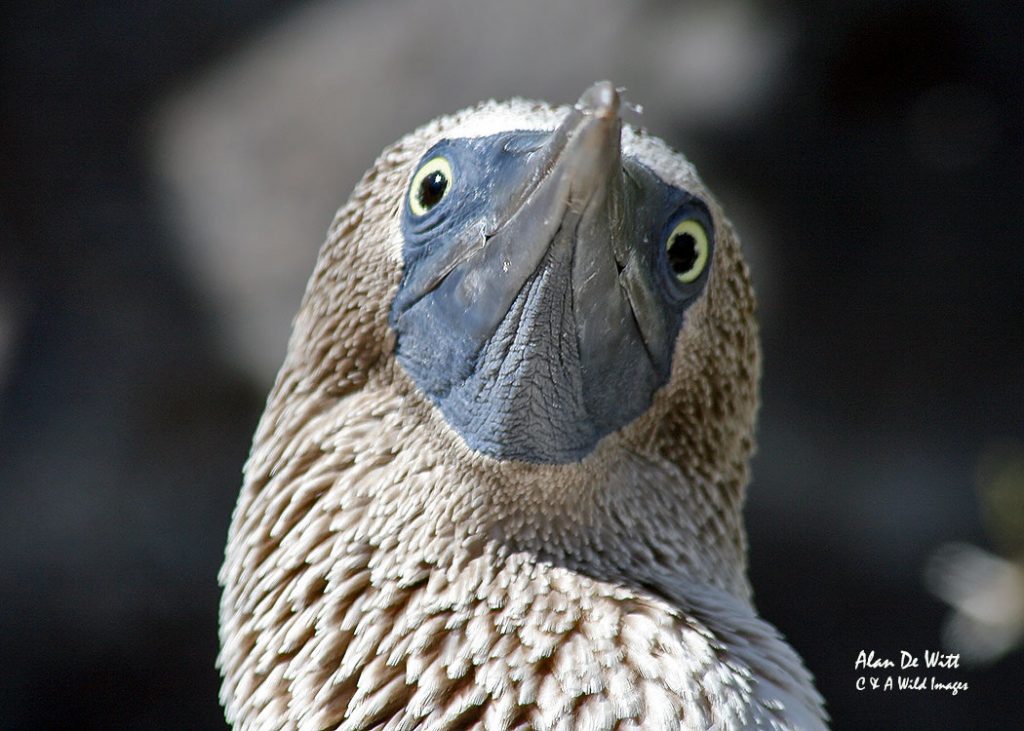 Blue Footed Booby