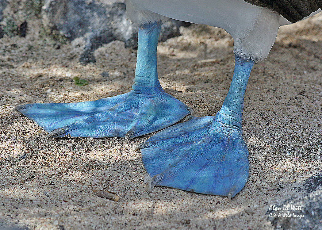 Blue Footed Booby
