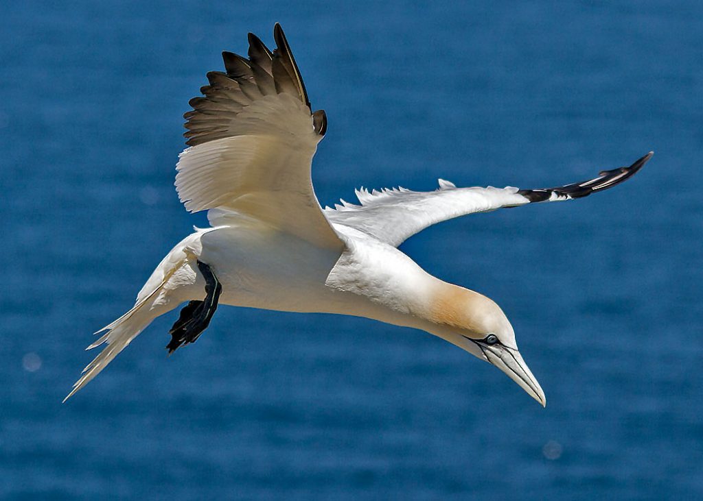 Gannet about to Dive