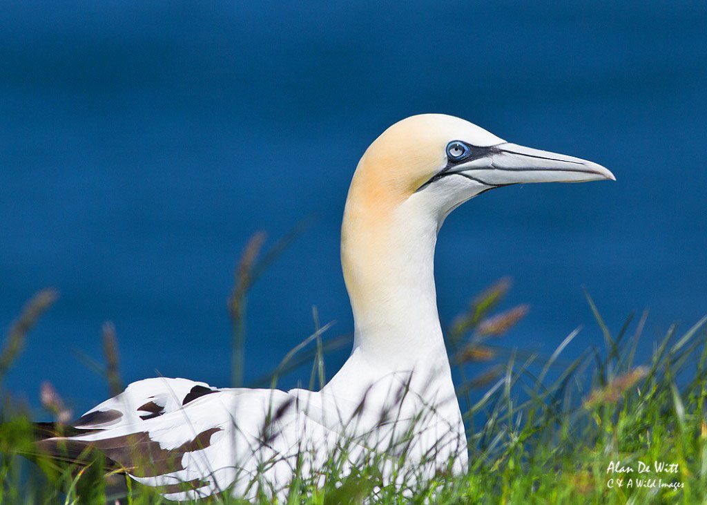 Gannet Portrait