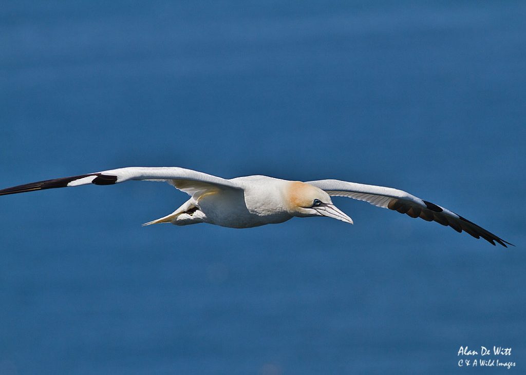 Gannet on the wing