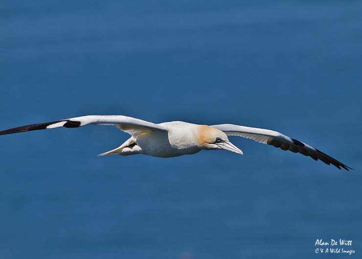 Gannet on the wing