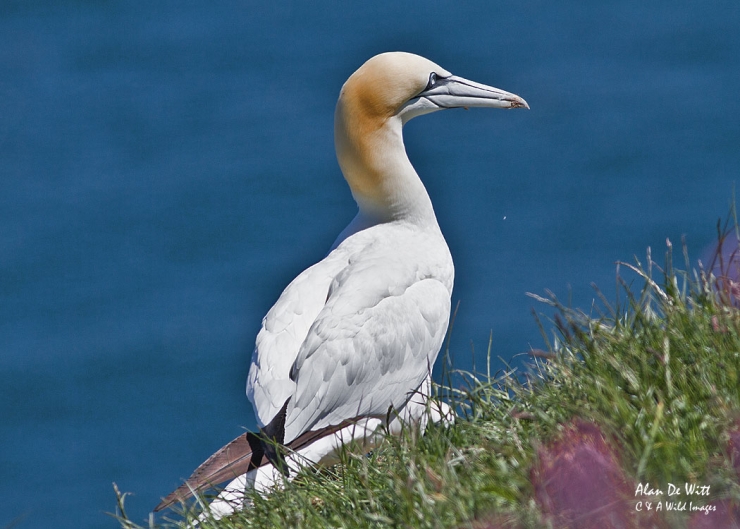 Gannet resting on cliff top