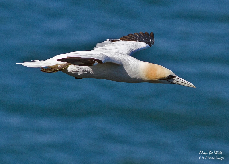 Gannet soaring