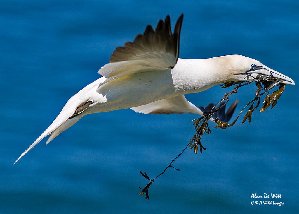 Gannet with Seaweed