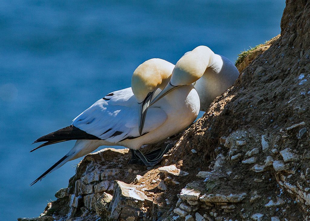 Mating dance of Gannets