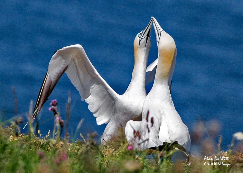 Gannets greeting
